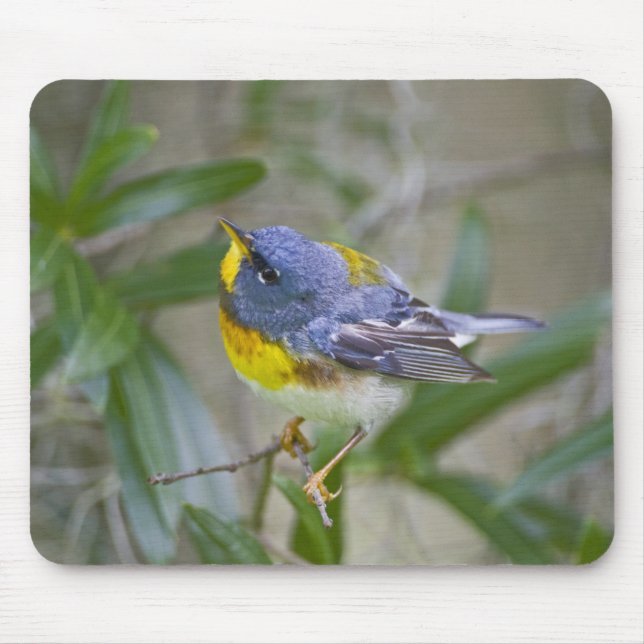 Northern Parula Parula americana) Mouse Pad (Front)