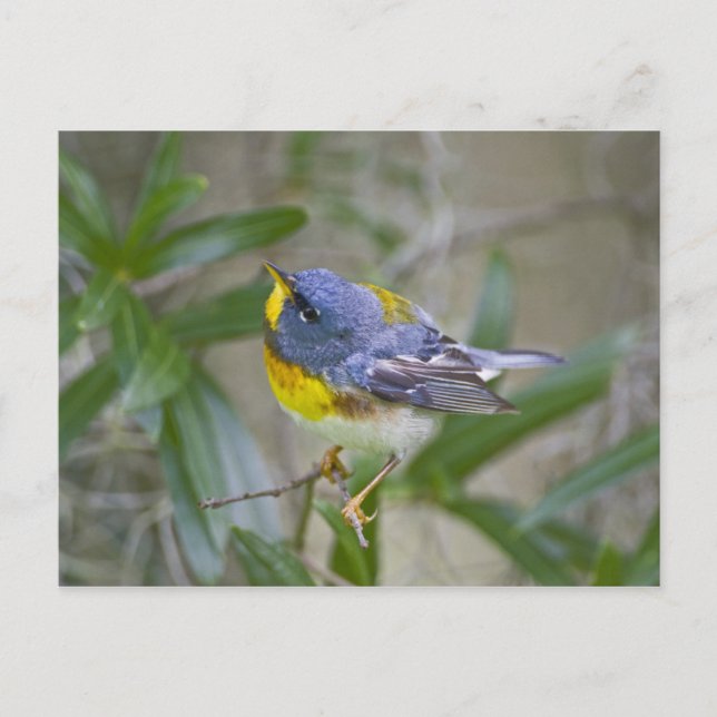 Northern Parula Parula americana) Postcard (Front)