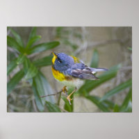 Northern Parula Parula americana)
