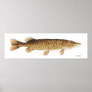Northern Pike Art Poster