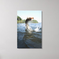 Northern Pike jumping out of water in a lake.