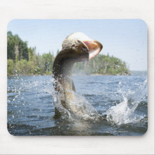 Northern Pike jumping out of water in a lake. Mouse Pad