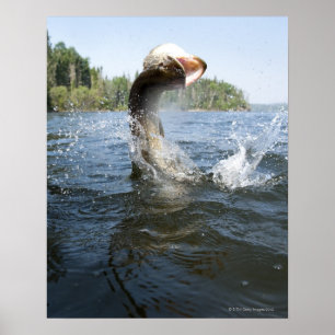 Northern Pike jumping out of water in a lake. Poster
