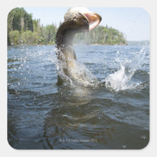 Northern Pike jumping out of water in a lake. Square Sticker