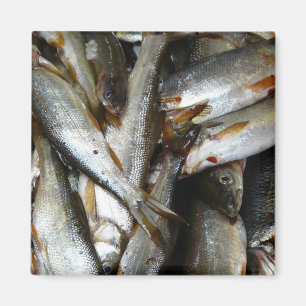Northern Pike Minnow Fish Magnet