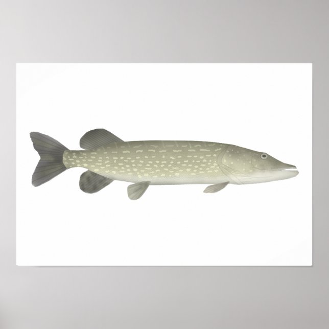 Northern Pike Poster (Front)