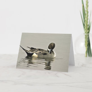 Northern Pintail Duck Card