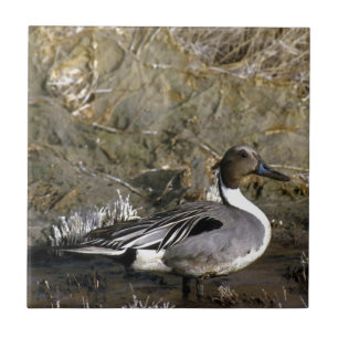 Northern Pintail Duck Lovers Tile