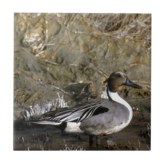 Northern Pintail Duck Lovers Tile (Front)