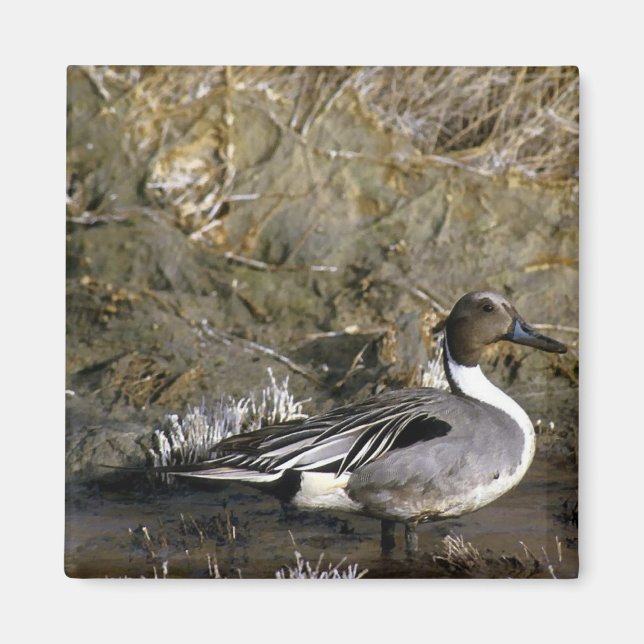 Northern Pintail Duck Magnet (Front)
