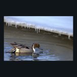 Northern Pintail Duck Photo Poster<br><div class="desc">Northern Pintail Duck Photo Poster</div>