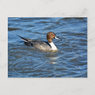 Northern Pintail Duck Postcard