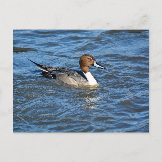 Northern Pintail Duck Postcard (Front)