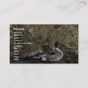 Northern pintail male business card