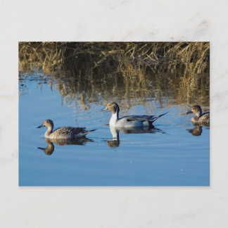 Northern Pintail Postcard