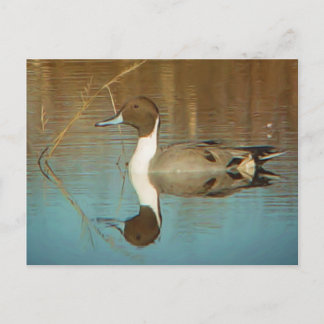 Northern Pintail Postcard