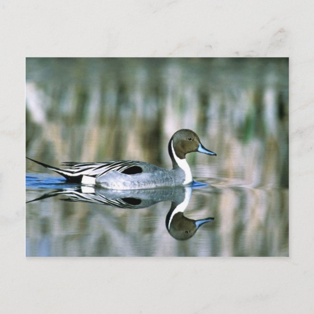Northern Pintail Postcard (Front)