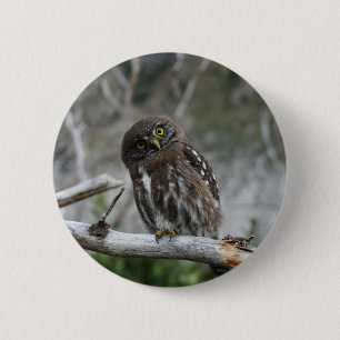 Northern Pygmy Owl Button