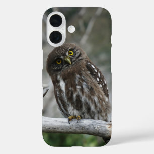 Northern Pygmy Owl iPhone 16 Case