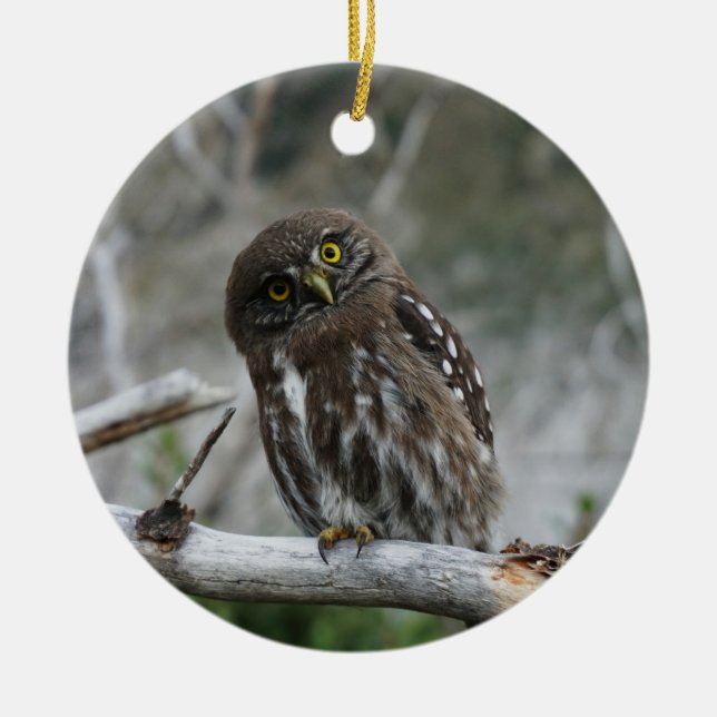 Northern Pygmy Owl Ceramic Tree Decoration (Front)