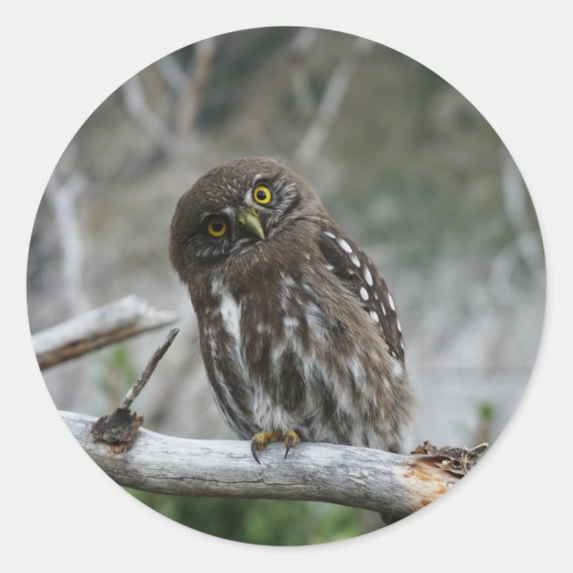 Northern Pygmy Owl Classic Round Sticker (Front)