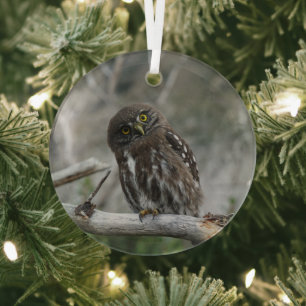 Northern Pygmy Owl Glass Tree Decoration