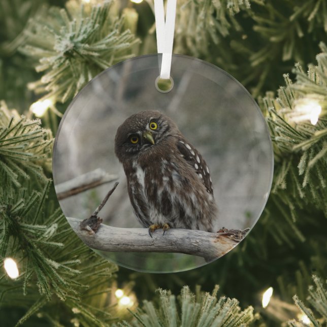 Northern Pygmy Owl Glass Tree Decoration (Insitu)