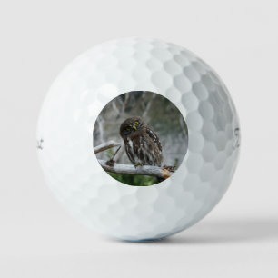 Northern Pygmy Owl Golf Balls