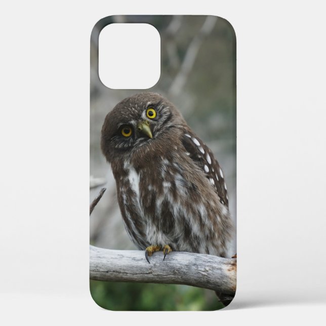 Northern Pygmy Owl iPhone 12 Pro Case (Back)