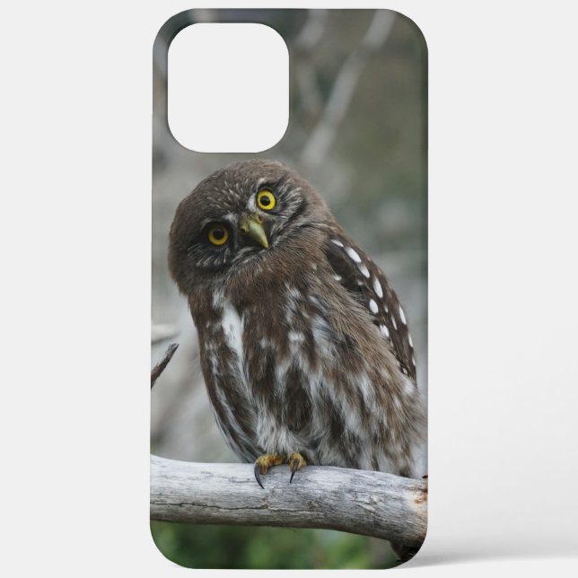 Northern Pygmy Owl iPhone 12 Pro Max Case (Back)