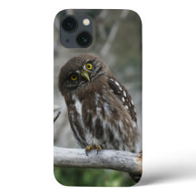 Northern Pygmy Owl iPhone 13 Case