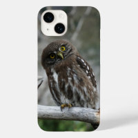 Northern Pygmy Owl iPhone 14 Case