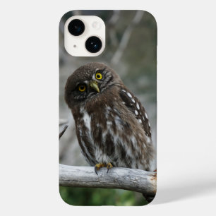Northern Pygmy Owl iPhone 14 Case