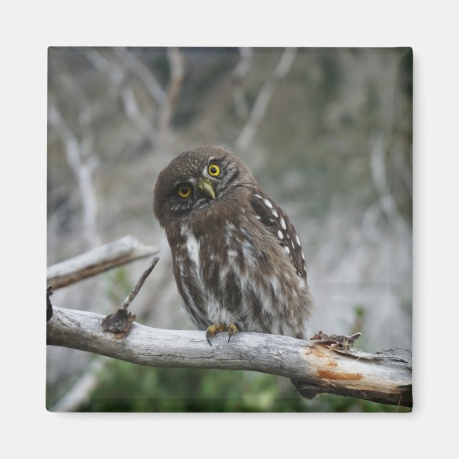 Northern Pygmy Owl Magnet (Front)