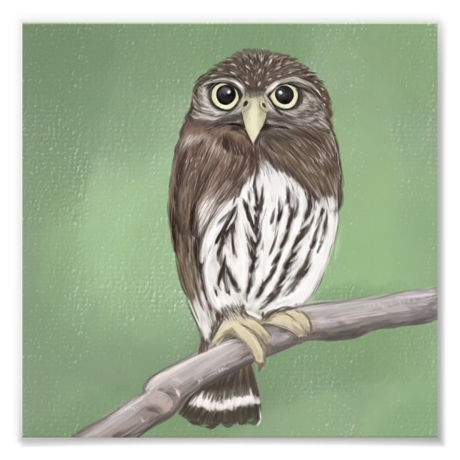 Northern Pygmy Owl Photo Print (Front)