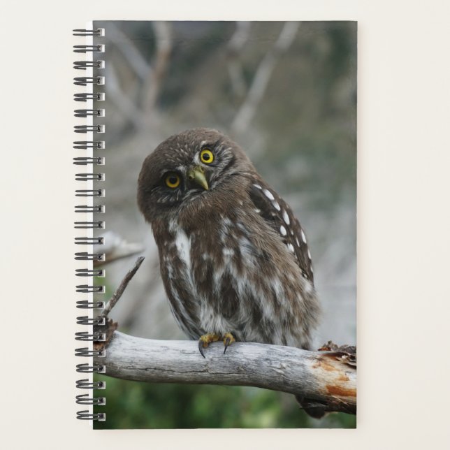Northern Pygmy Owl Planner (Front)