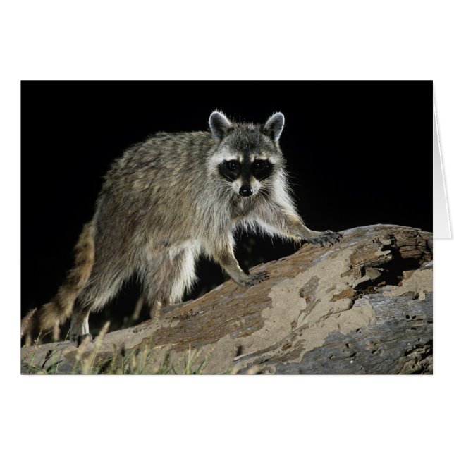 Northern Racoon, Procyon lotor (Front Horizontal)