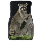 Northern Racoon, Procyon lotor, adult at tree