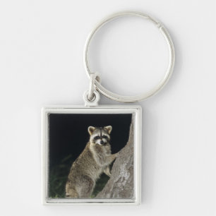 Northern Racoon, Procyon lotor, adult at tree Key Ring