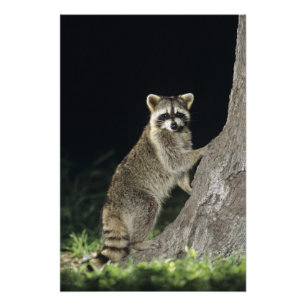 Northern Racoon, Procyon lotor, adult at tree Photo Print