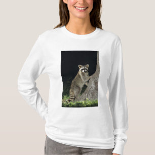 Northern Racoon, Procyon lotor, adult at tree T-Shirt