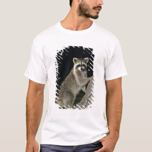Northern Racoon, Procyon lotor, adult at tree T-Shirt