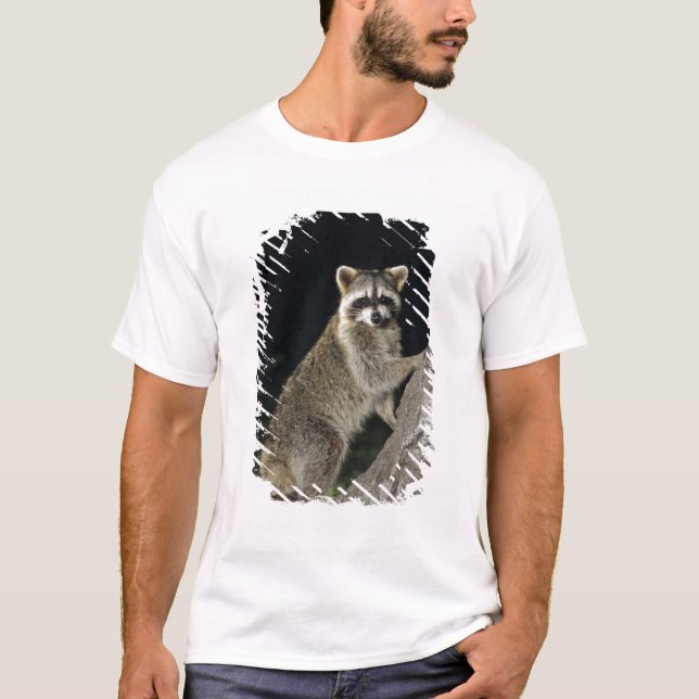 Northern Racoon, Procyon lotor, adult at tree T-Shirt (Front)