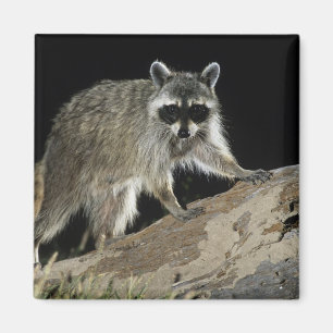 Northern Racoon, Procyon lotor Magnet