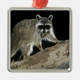 Northern Racoon, Procyon lotor Metal Tree Decoration