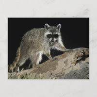 Northern Racoon, Procyon lotor