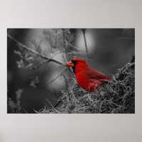 Northern Red Cardinal - Bird Photography
