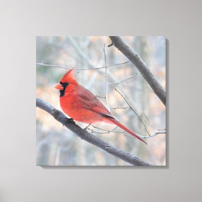 Northern Red Cardinal Wrapped Canvas Print (Front)