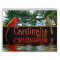 Northern Red Cardinals Cardinalis Beautiful Photos