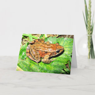 Northern Red legged frog Card